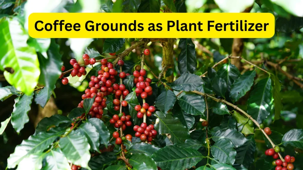 Coffee Grounds as Plant Fertilizer